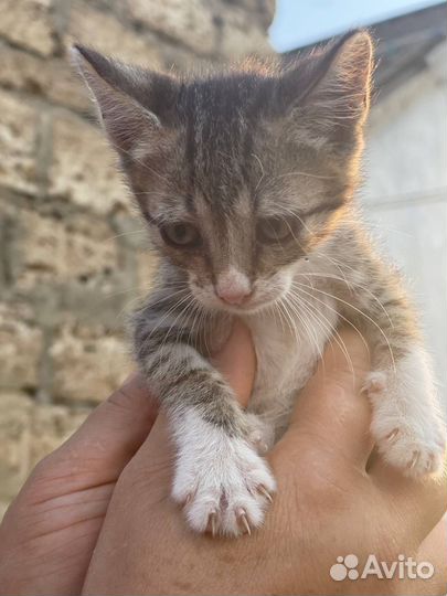 Кошка в дар