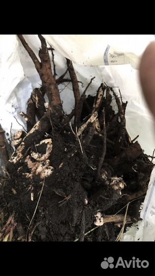 Пионы саженцы