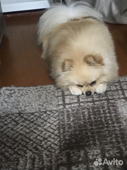 Вязка Померанский Шпиц ищет невесту