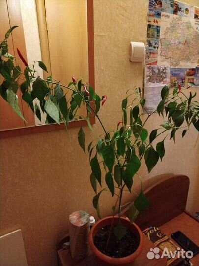 Перец острый комнатный молодые растения