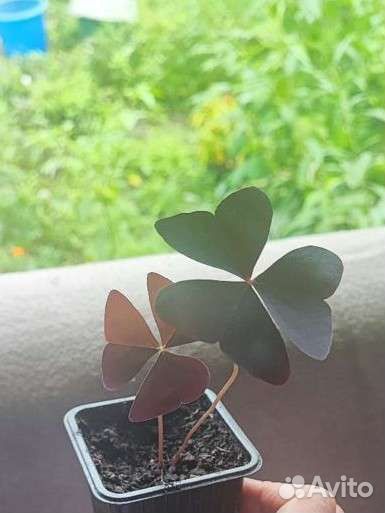 Оксалис (кислица)