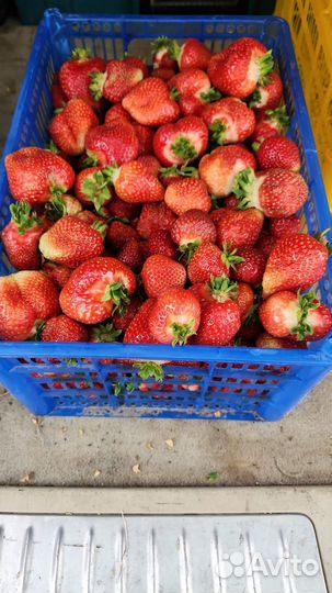 Продам Клубнику свежую
