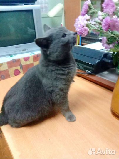 Ласковое чудо