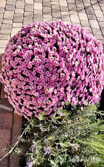 Хризантемы мультифлора, монарда(бергамот), ясколка