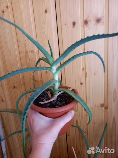 Алоэ лечебный