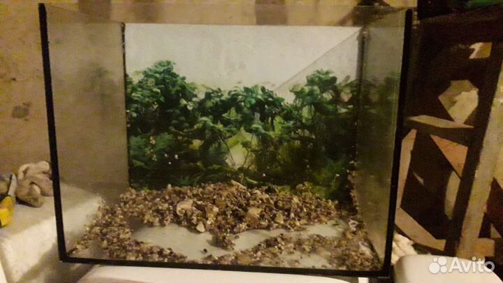 Улитки криветки