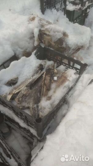 Рыба для корма животным