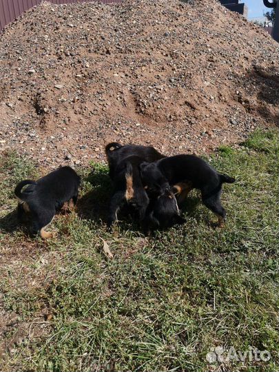 Щенки ротвейлера бесплатно
