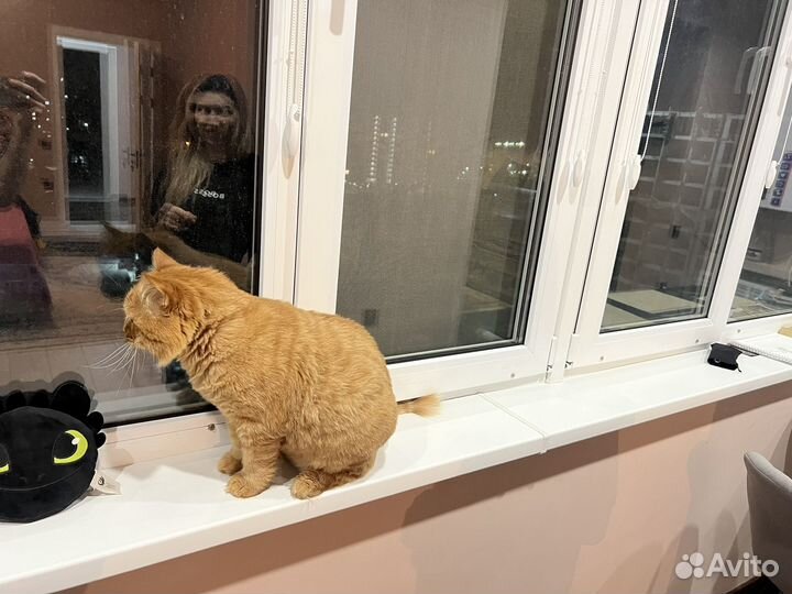 Сибирский кот