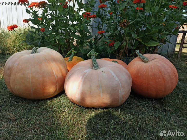 Тыква на Хеллоуин большая