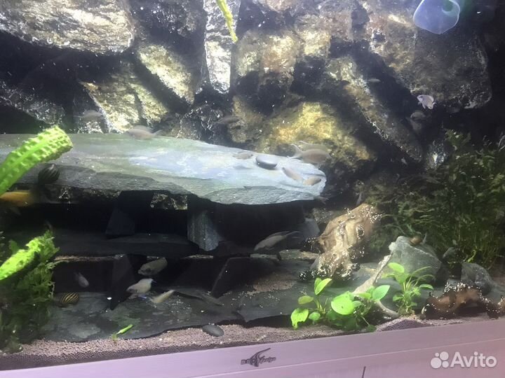 Аквариум