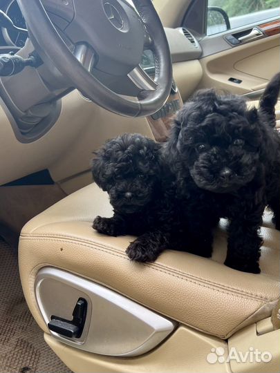 Multi maltipoo -Чёрные Бриллиантики