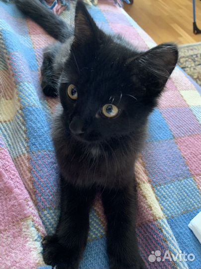 Котик Снежок в хорошие руки