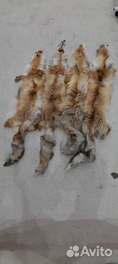 Лисья шкура