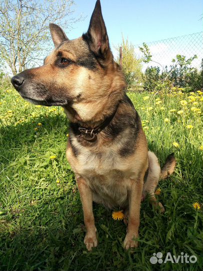 Отдам в добрые руки