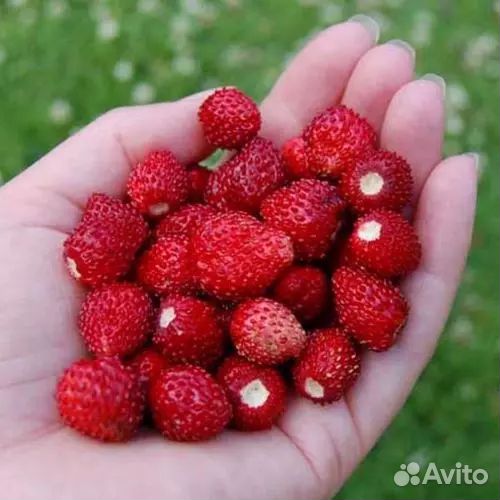 Саженцы садовой мелкоплодной земляники