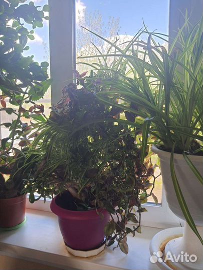 Домашние цветы