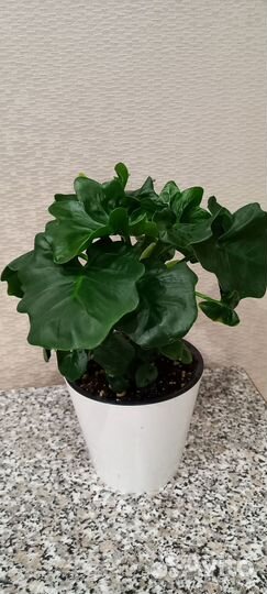 Филодендрон атом