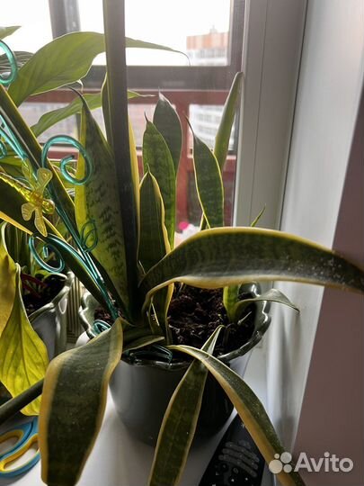 Фикус (спацифилум,алое и др )
