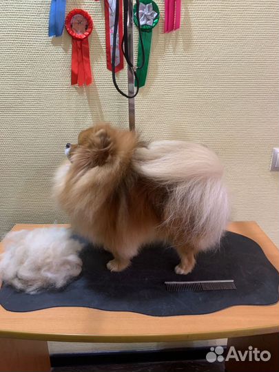 Груминг собак