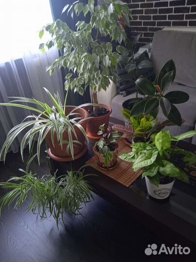 Комнатные растения