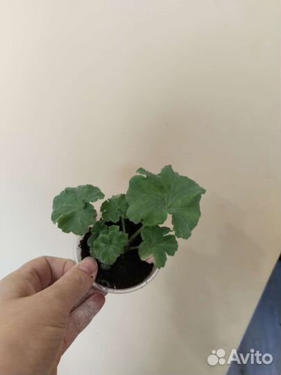 Сортовая пеларгония уг Айгуль, Denise