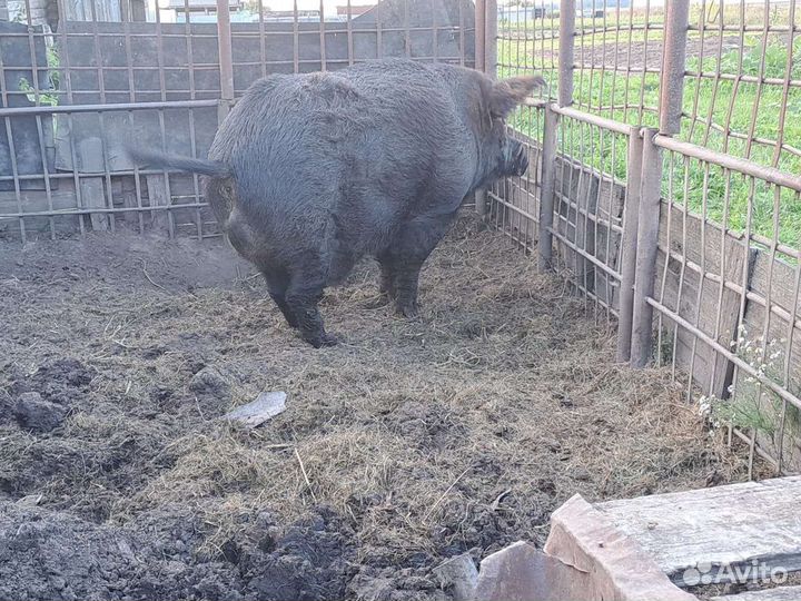 Дикий кабан