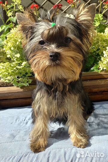 Мини-мальчик йорк