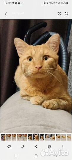 Отдам в добрые руки