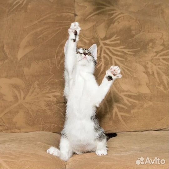 Котенок девочка в добрые руки