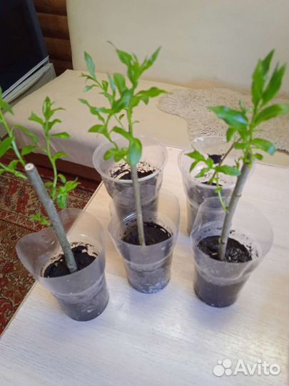 Шаровидная ива