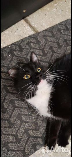 Красивый кот ищет любящую семью