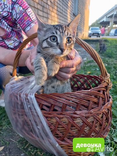 Спасите девочку котенка