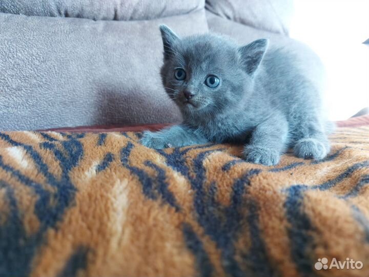 Котята в добрые руки бесплатно
