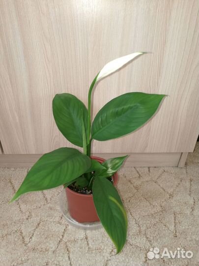 Цветы для дома