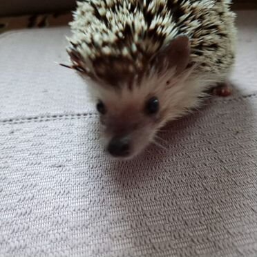 Африканский ежик