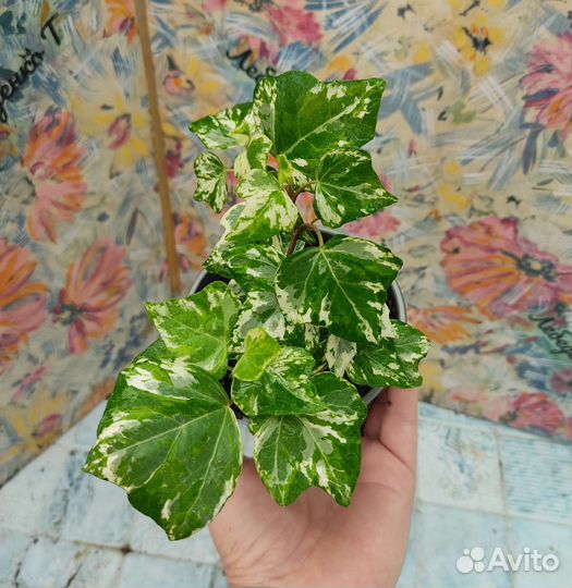 Плющ хедера
