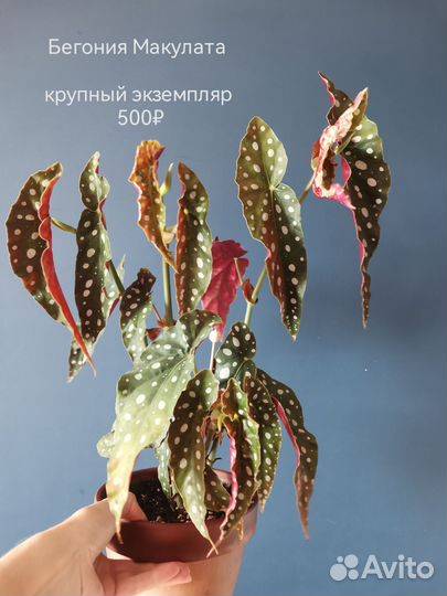 Бегония Макулата (Крылышки)