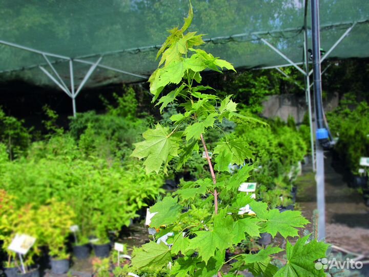 Клен остролистный 60-100 см, с10