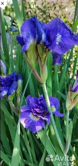 Ирисы