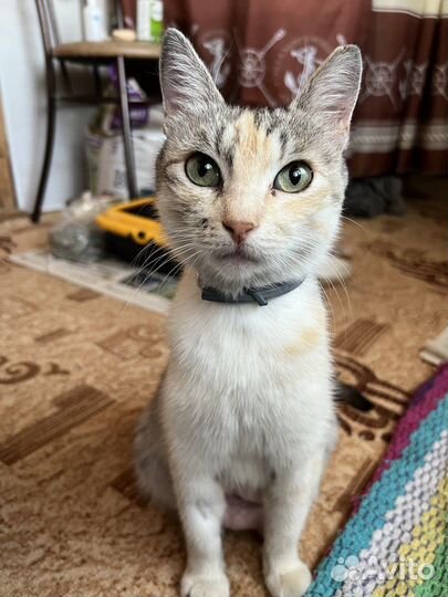 Трехцветная кошка миниатюрная