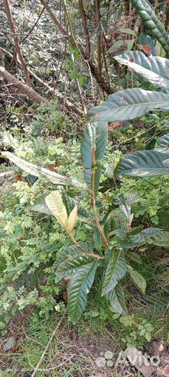 Саженцы мушмулы