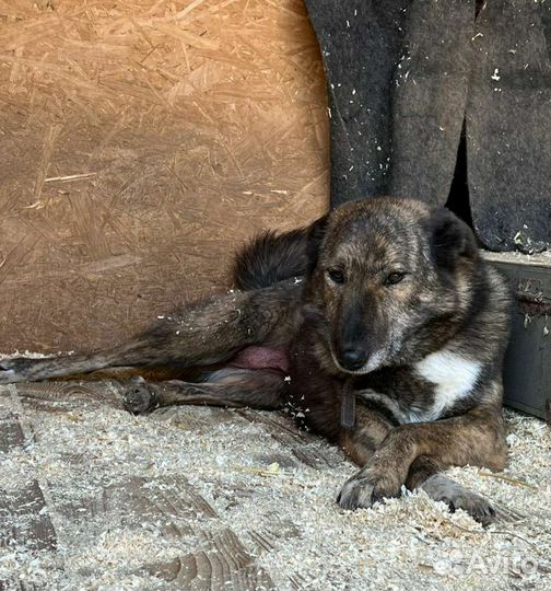 Тихо умрёт в клетке без любви