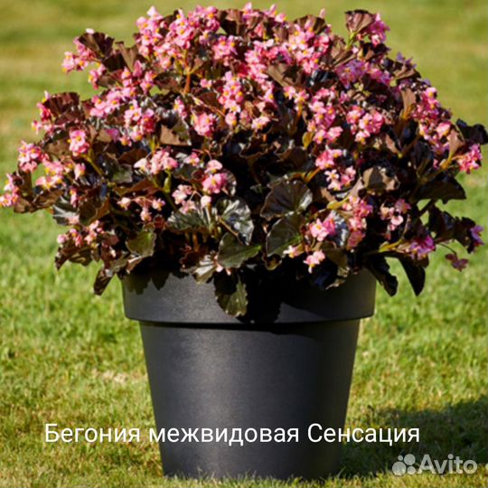 Рассада цветов