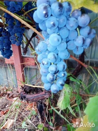 Саженцы и черенки винограда