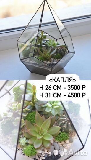 Флорариумы Бонсаи Ставрополь