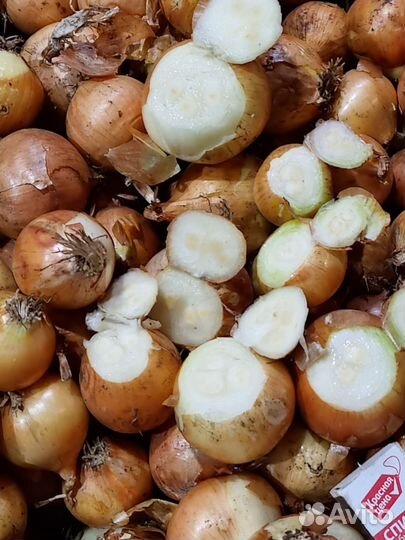 Луковая ферма