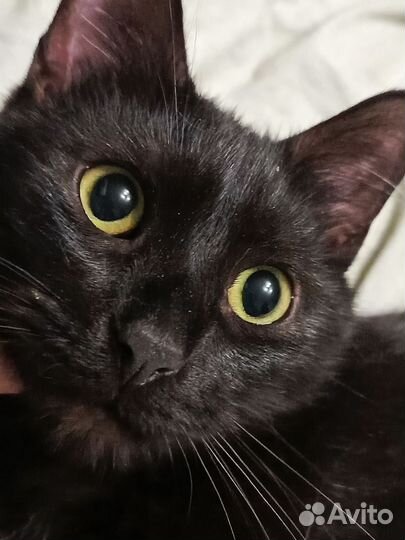 Ласковый кот в добрые руки