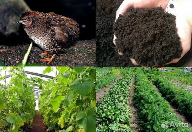 Перепелиный помет