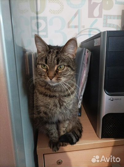 Нежная кошка со стервозным характером Моня. В дар